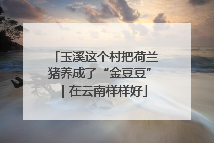 玉溪这个村把荷兰猪养成了“金豆豆”｜在云南样样好