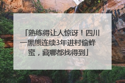 熟练得让人惊讶！四川一黑熊连续3年进村偷蜂蜜，藏哪都找得到