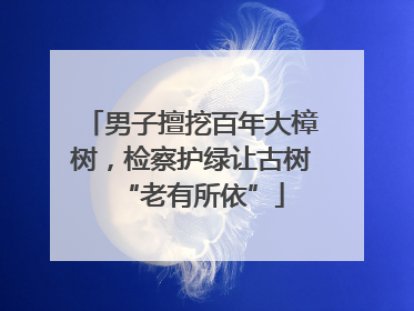 男子擅挖百年大樟树，检察护绿让古树“老有所依”