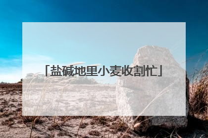 盐碱地里小麦收割忙