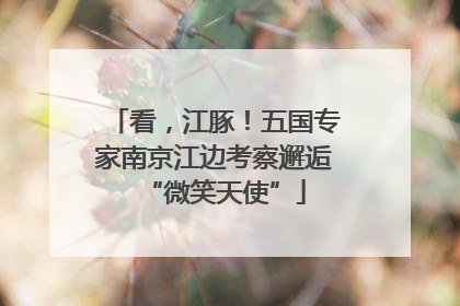看，江豚！五国专家南京江边考察邂逅“微笑天使”