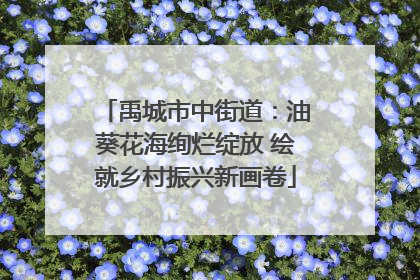 禹城市中街道：油葵花海绚烂绽放 绘就乡村振兴新画卷
