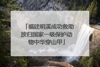 福建明溪成功救助放归国家一级保护动物中华穿山甲