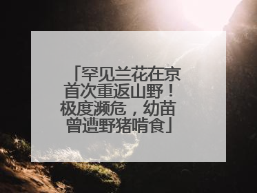 罕见兰花在京首次重返山野！极度濒危，幼苗曾遭野猪啃食