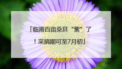 临港百亩桑葚“紫”了！采摘期可至7月初