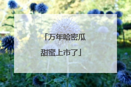万年哈密瓜甜蜜上市了