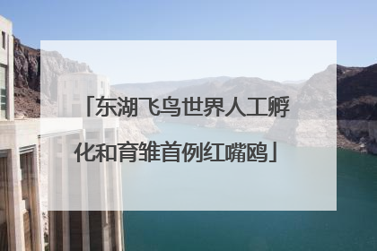东湖飞鸟世界人工孵化和育雏首例红嘴鸥