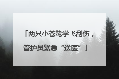 两只小苍鹭学飞刮伤，管护员紧急“送医”