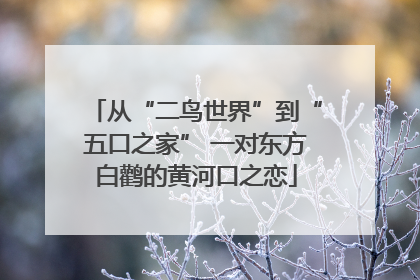 从“二鸟世界”到“五口之家” 一对东方白鹳的黄河口之恋
