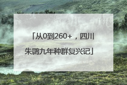 从0到260+，四川朱鹮九年种群复兴记