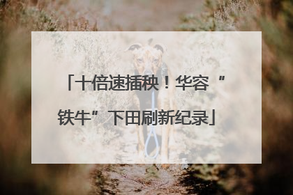 十倍速插秧！华容“铁牛”下田刷新纪录