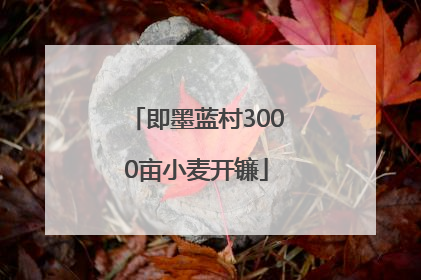 即墨蓝村3000亩小麦开镰