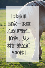 北京唯一国家一级重点保护野生植物，从2株扩繁至近500株
