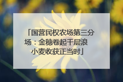 国营民权农场第三分场：金穗卷起千层浪 小麦收获正当时