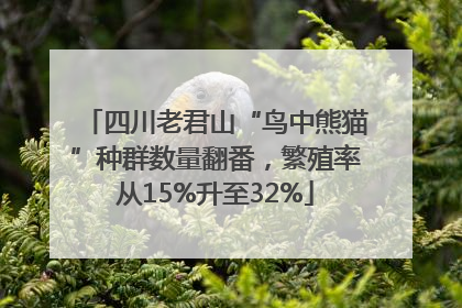 四川老君山“鸟中熊猫”种群数量翻番，繁殖率从15%升至32%