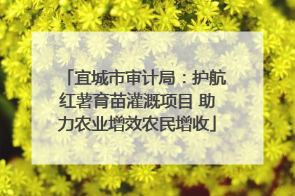 宜城市审计局：护航红薯育苗灌溉项目 助力农业增效农民增收