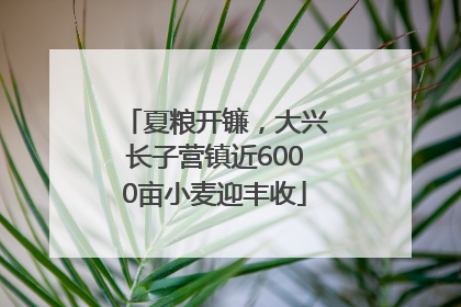 夏粮开镰，大兴长子营镇近6000亩小麦迎丰收