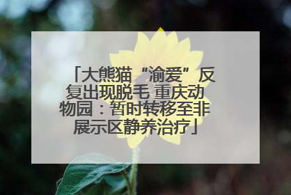 大熊猫“渝爱”反复出现脱毛 重庆动物园：暂时转移至非展示区静养治疗
