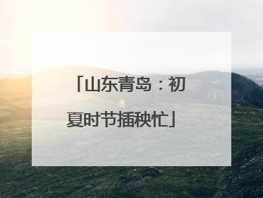 山东青岛：初夏时节插秧忙
