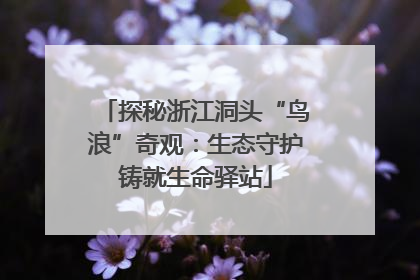 探秘浙江洞头“鸟浪”奇观：生态守护铸就生命驿站