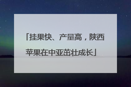 挂果快、产量高，陕西苹果在中亚茁壮成长