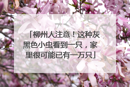 柳州人注意！这种灰黑色小虫看到一只，家里很可能已有一万只