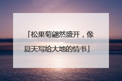 松果菊翩然盛开，像夏天写给大地的情书
