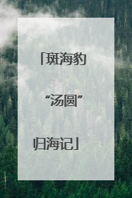斑海豹“汤圆”归海记