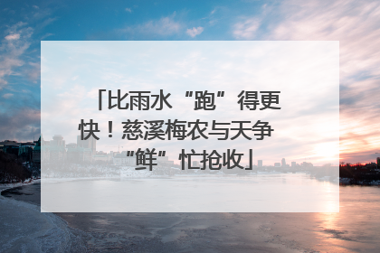 比雨水“跑”得更快！慈溪梅农与天争“鲜”忙抢收