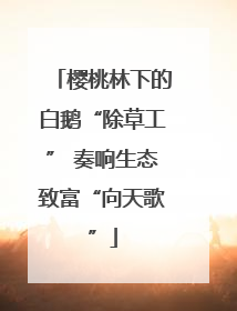樱桃林下的白鹅“除草工” 奏响生态致富“向天歌”