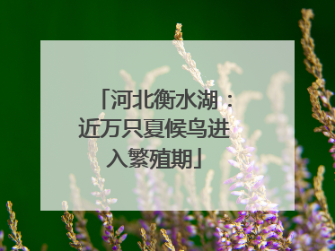 河北衡水湖：近万只夏候鸟进入繁殖期