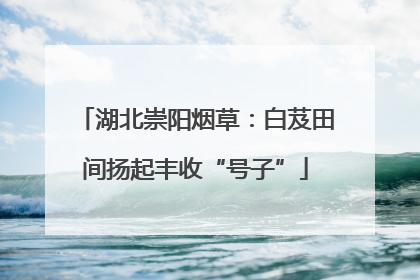 湖北崇阳烟草：白芨田间扬起丰收“号子”