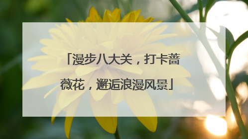 漫步八大关，打卡蔷薇花，邂逅浪漫风景