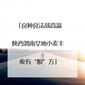 良种良法战高温 陕西渭南旱地小麦丰收有“粮”方