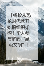 蚂蚁从恐龙时代就开始搞组织架构！华大参与解码“昆虫文明”