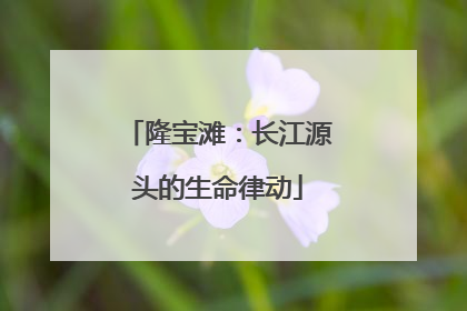 隆宝滩：长江源头的生命律动