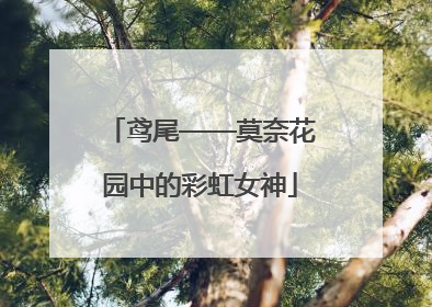 鸢尾——莫奈花园中的彩虹女神