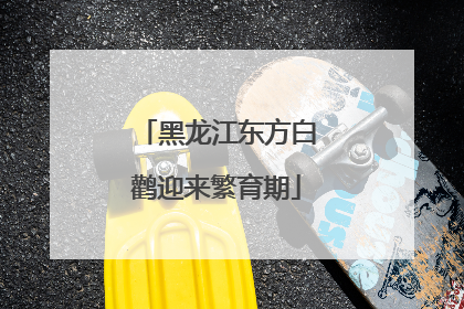 黑龙江东方白鹳迎来繁育期
