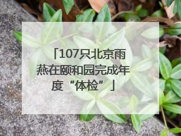 107只北京雨燕在颐和园完成年度“体检”